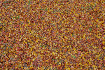 autumn leaves texture