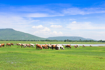 Natural pastures for raising animals