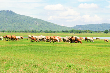 Fototapeta premium Natural pastures for raising animals
