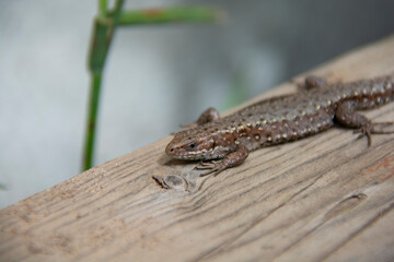 Lizard on a wooden board