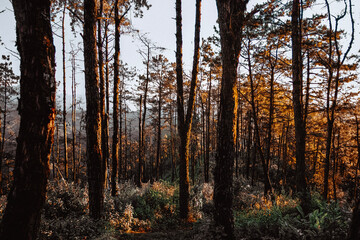 Obraz premium autumn in the forest