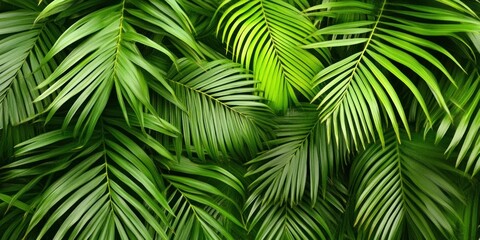 Naklejka premium Lush green palm leaves background.