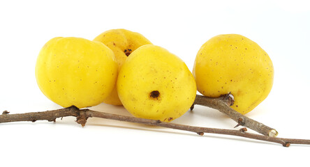 Four Yellow Quince Fruits on Branch Isolated on White Background