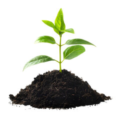 Young green plant growing in soil isolated on white background