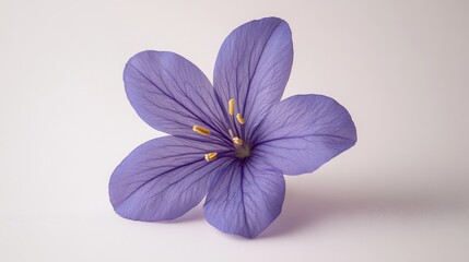 Obraz premium A delicate purple flower blossoms. Perfect for websites, cards, or designs needing a touch of elegance and serenity.