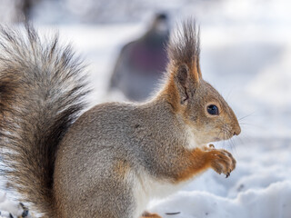 The squirrel in winter sits on white snow.