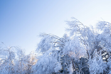 美ヶ原高原の樹氷