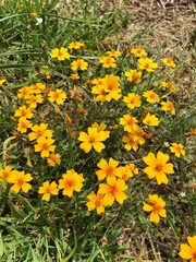 Fototapeta premium The yellow flowers in the park