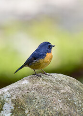 A male Snowy-browed Flycatcher bird is looking for food for her chicks enjoying the cool morning atmosphere in the mountains.