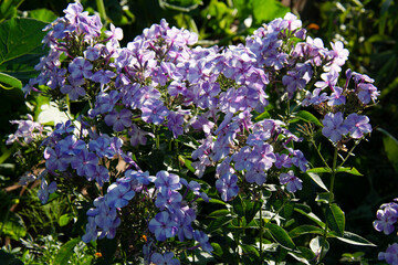 Obraz premium Lilac phlox illuminated by the sun in the garden in summer