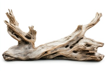 Fototapeta premium dry wood or dead tree on white background