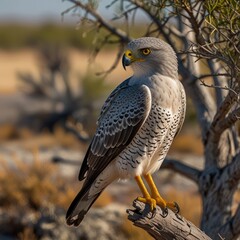 red tailed hawk perched,hawk on branch,red tailed hawk perched on a branch