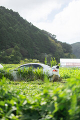 Fototapete bei efototapeten.de bestellen   