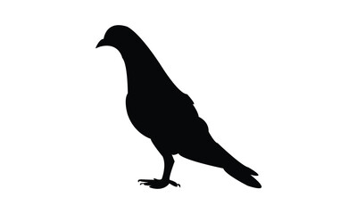 Pigeon Silhouette Design  And Vector Illustration. 