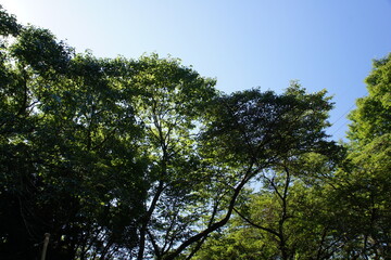 Obraz premium 木と空2