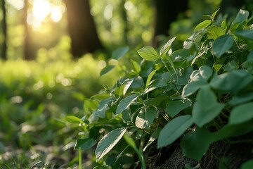 Obraz premium Sunlight filters through verdant forest leaves, casting a golden glow on delicate undergrowth in a serene woodland setting.
