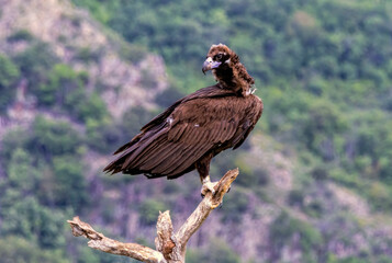 Cinereous vulture sitting on feeding station