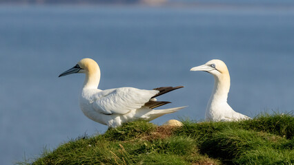 Obraz premium Northern Gannet on breeding rocks of Bempton cliffs, UK