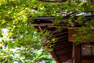 Naklejka premium The eaves of a traditional Japanese house shaded by lush green foliage.