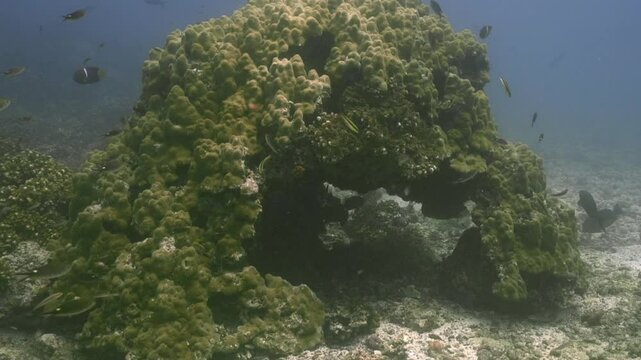 Blanqueamiento de coral y proliferaci&oacute;n de algas invasoras en arrecifes de Isla Coiba, Panam&aacute;, evidenciando los impactos del cambio clim&aacute;tico, la eutrofizaci&oacute;n y la acidificaci&oacute;n del oc&eacute;ano