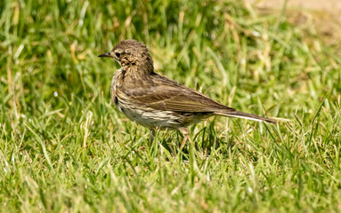 Obraz premium Meadow Pipit (Anthus pratensis) sitting on stone in meadow