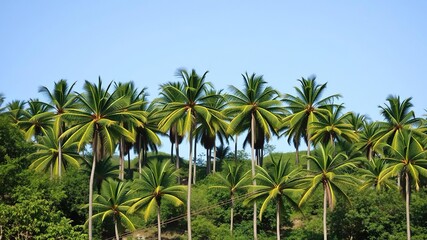 Fototapeta premium Palm trees cluster together on a hillside creating a lush canopy, natural habitats, jungle scenery