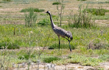 Fototapeta premium Common Crane (Grus grus) in a natural habitat