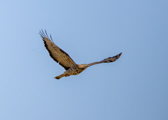 Obraz premium Honey-buzzard (Pernis apivorus) in natural habitat