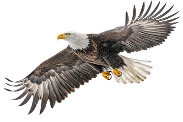 Obraz premium Eagle flying isolated on white background, cut out.
