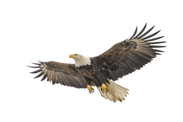 Fototapeta premium Eagle flying isolated on white background, cut out.