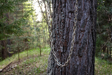 Fototapeta premium Old iron chain hanging on a pine tree in the forest