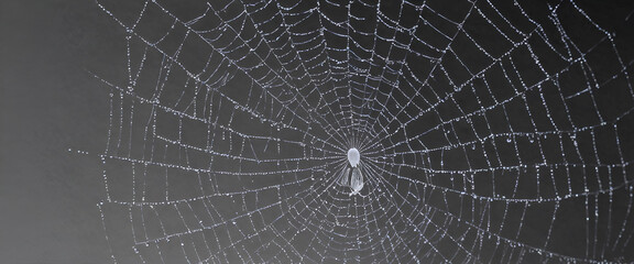 Obraz premium Spider web on black background