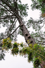 Fototapeta premium tall pine tree