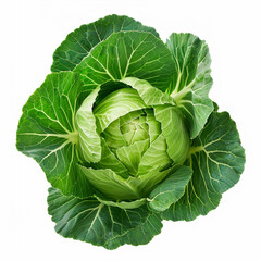 Obraz premium Fresh green cabbage isolated on white background