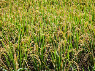Fototapeta premium Rice plants whose fruit has turned yellow and are ready to be harvested in a field.