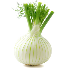 Fresh fennel bulb with green stalks on a white background