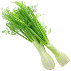 Fototapeta premium Fresh fennel bulb with green stalks on a white background