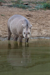 Brazilian or lowland tapir at waterhole at dusk
