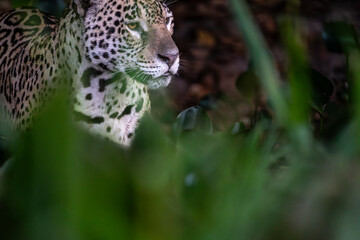 Jaguar looking out from dark bush and grass