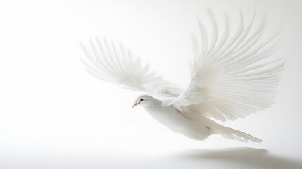 Obraz premium A White Dove in Flight with Spread Wings