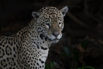 Fototapeta premium Jaguar looking out from dark bush and grass