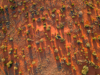 Desert Landscape, South Australia 