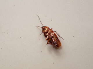 Close up dead cockroach exposed to insect poison spray, surrounded by tiny ants