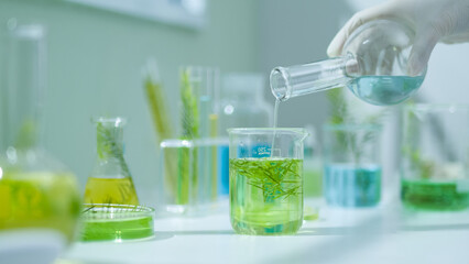 A close-up of the beaker containing a tea tree solution was filling with blue liquid from the...