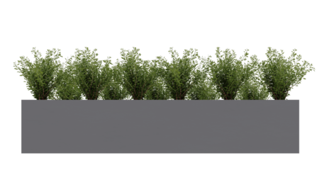 Small green plants bush in gray concrete planter pot isolated on transparent background.