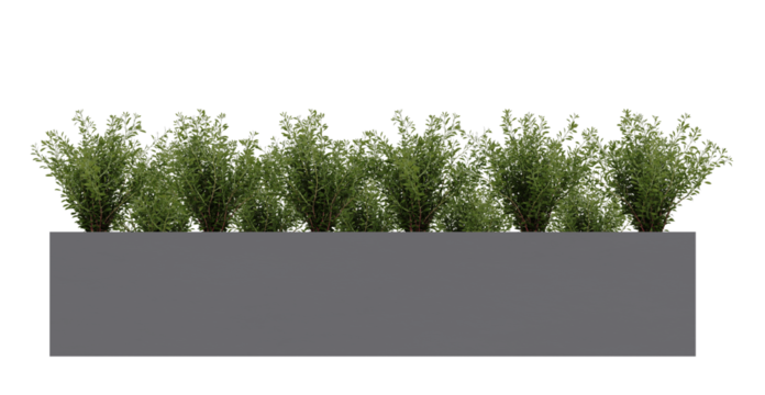 Small green plants bush in gray concrete planter pot isolated on transparent background.