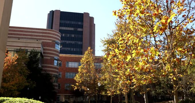Westwood Village, Los Angeles, California, USA - November 16, 2024: Afternoon sun shines on autumn leaves and the Westside skyline buildings.