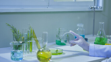 On the lab tabletop are full laboratory supplies, a close-up view of a scientist holding a glass box containing a tea tree brand to observe. A sample picture of the Melaleuca experiment.