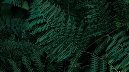 Perfect natural young fern leaves pattern background. Dark and moody feel. Top view. Copy space.