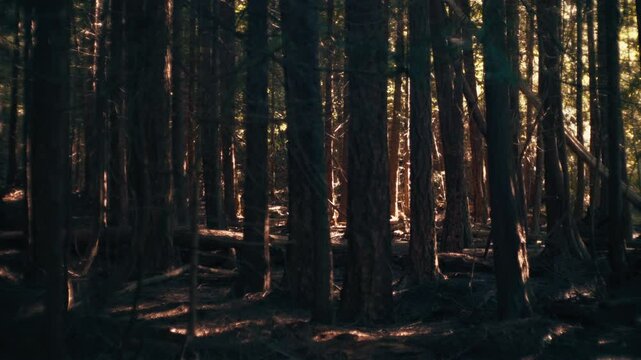 Sun coming through the trees in the dark pine forest. Slow motion.